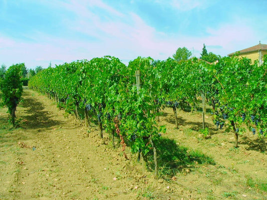 Chateau Laubarit Entre Deux Mers Bordeaux Blanc 2022